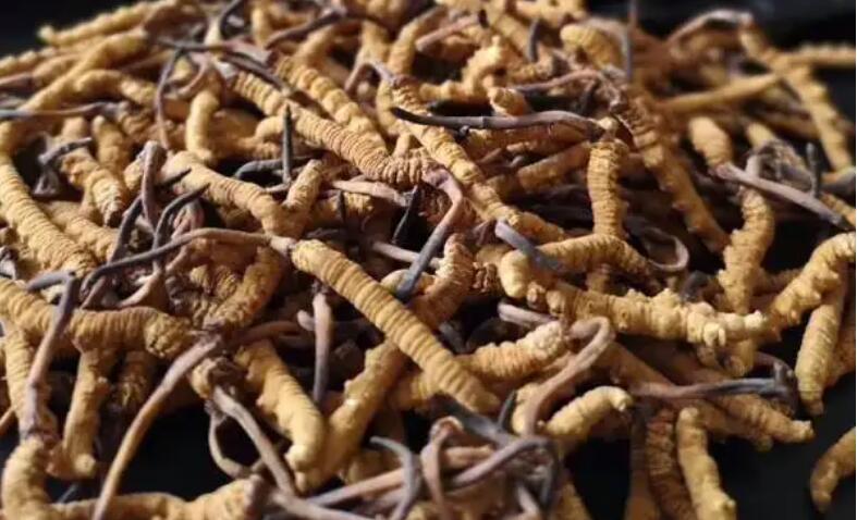 新鮮冬蟲夏草怎么保存，鮮草怎么吃？