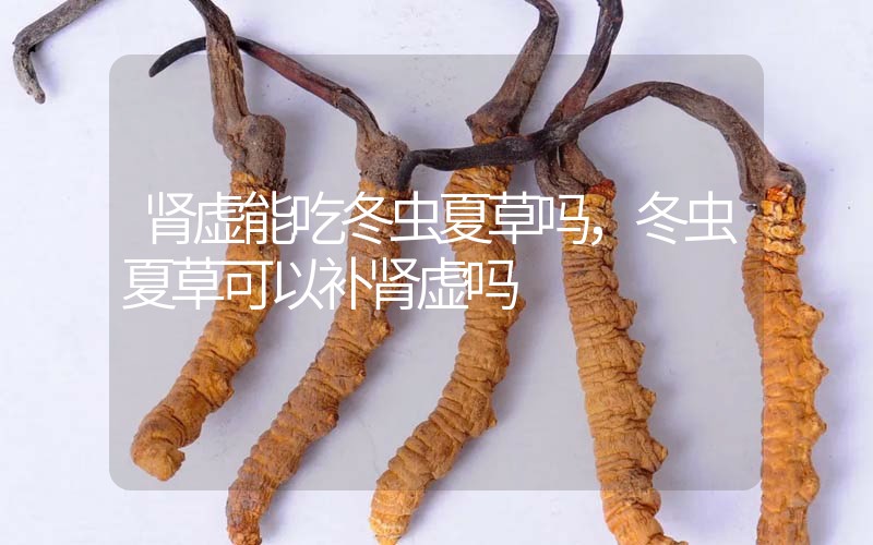 腎虛能吃冬蟲夏草嗎，冬蟲夏草可以補腎虛嗎？
