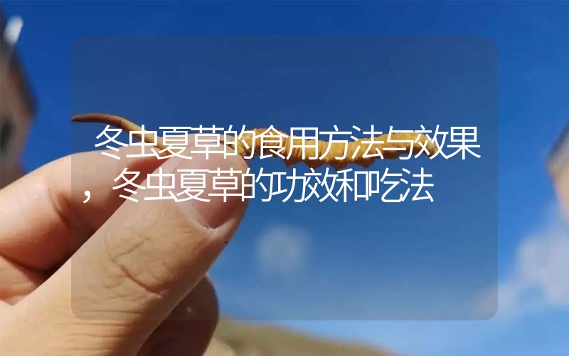 冬蟲夏草的食用方法與效果，冬蟲夏草的食用方法！
