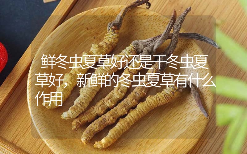 鮮冬蟲夏草好還是干冬蟲夏草好，新鮮的冬蟲夏草有什么作用