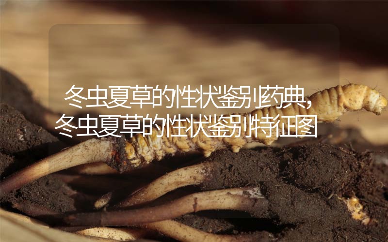 冬蟲夏草的性狀鑒別藥典，冬蟲夏草的性狀鑒別特征圖