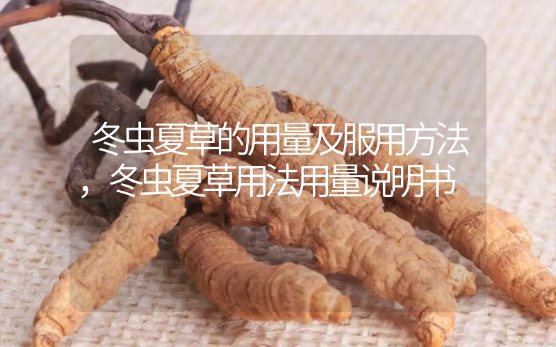 冬蟲夏草的用量及服用方法，冬蟲夏草用法用量