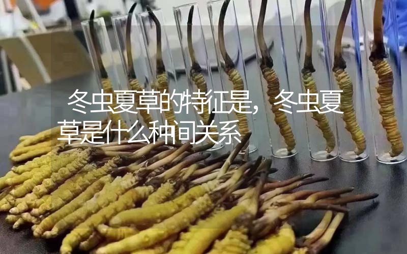冬蟲(chóng)夏草的特征是，冬蟲(chóng)夏草是什么種間關(guān)系