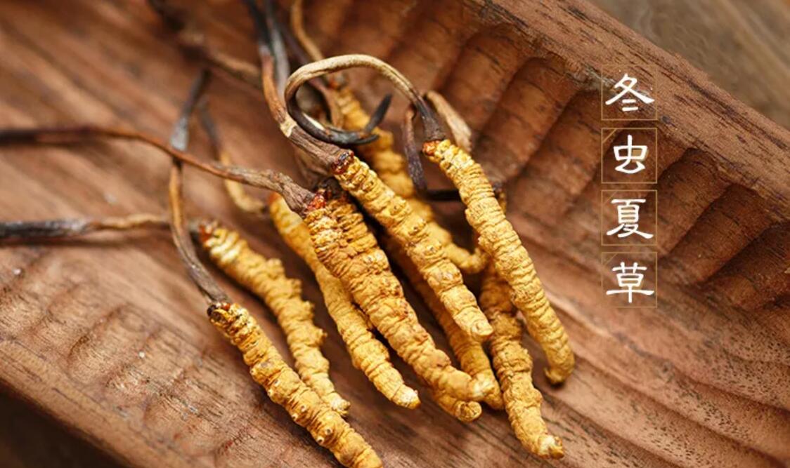 冬蟲夏草有什么藥用價值？冬蟲夏草作用與效果