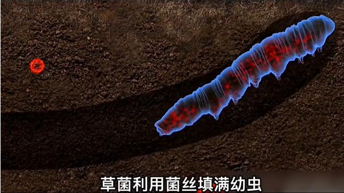 神奇的冬蟲夏草為什么能從蟲子變成草？它到底是怎么形成的呢？