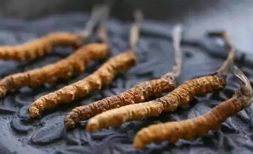 冬蟲夏草這么吃法，可以補腎活血，延緩衰老！
