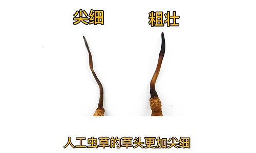 人工蟲(chóng)草和野生蟲(chóng)草如何分辨？人工冬蟲(chóng)夏草怎么鑒別