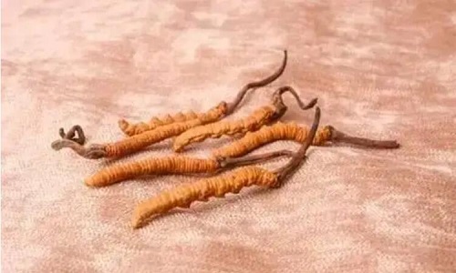 哪個(gè)產(chǎn)地的冬蟲(chóng)夏草營(yíng)養(yǎng)價(jià)值高,哪里的蟲(chóng)草更好？