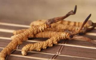 新鮮冬蟲夏草哪里有賣？哪里可以買到新鮮的冬蟲夏草？