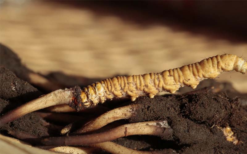 什么是人工冬蟲夏草？人工蟲草和野生蟲草的區(qū)別，如何分辨？