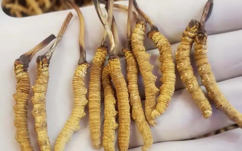 吃冬蟲夏草會過敏嗎？冬蟲夏草禁忌！