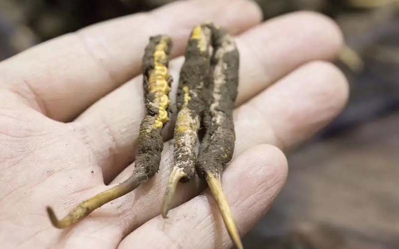 西藏那曲冬蟲夏草批發(fā)價(jià)格?那曲蟲草批發(fā)價(jià)多少錢一斤？