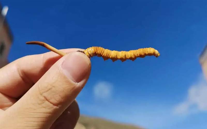 冬蟲(chóng)夏草營(yíng)養(yǎng)成分有哪些(蟲(chóng)草營(yíng)養(yǎng)作用)