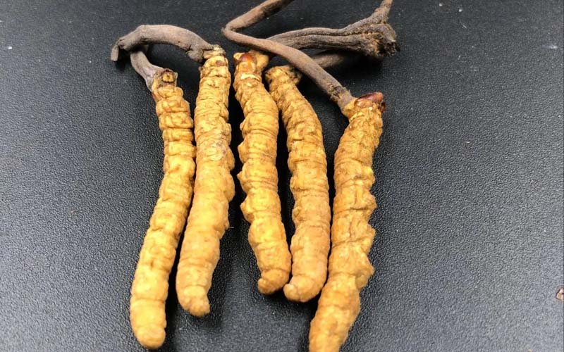 冬蟲夏草鴨湯怎么做法？