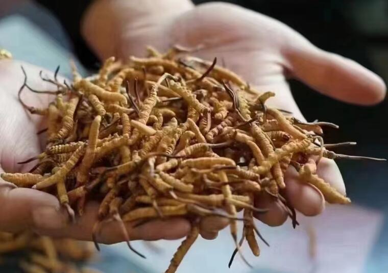 新鮮冬蟲夏草怎么洗最好？新鮮冬蟲夏草怎么清洗？