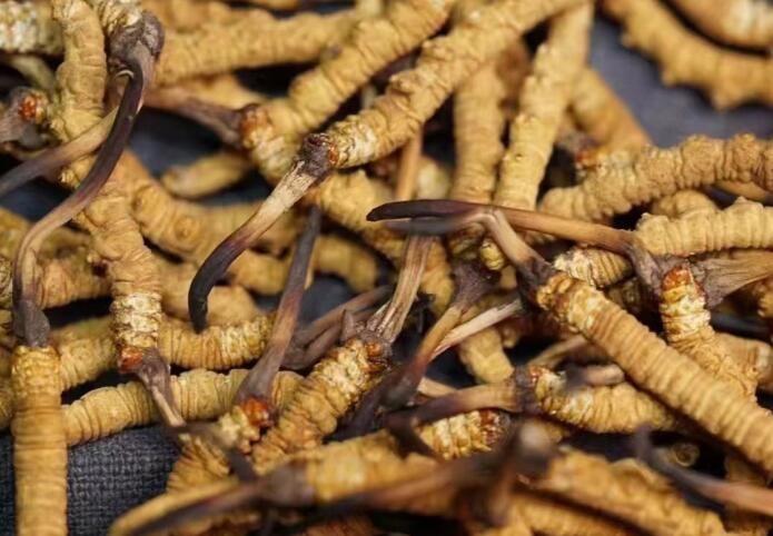 <a href=http://www.eaebo.com/sdph/dqt/ target=_blank class=infotextkey>東強(qiáng)堂</a>冬蟲夏草