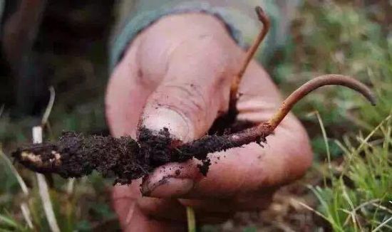 影響新鮮冬蟲夏草品質(zhì)的因素有哪些