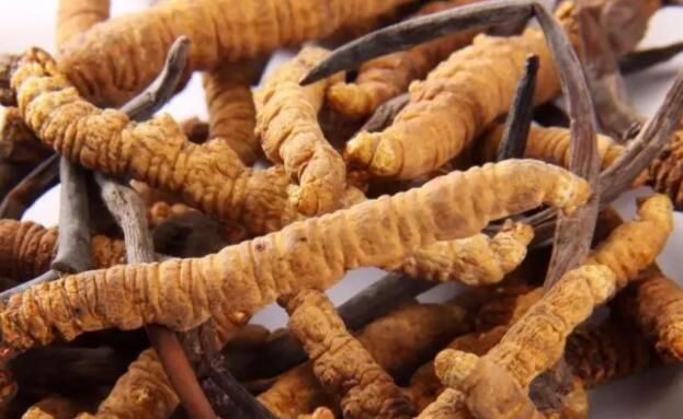 <a href=http://www.eaebo.com/chifa/ target=_blank class=infotextkey>冬蟲夏草的吃法</a>