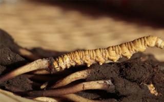 選購(gòu)冬蟲(chóng)夏草時(shí)的三大誤區(qū)