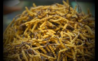 冬蟲(chóng)夏草改善失眠的作用