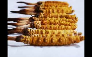 如何選購(gòu)貨真價(jià)實(shí)的冬蟲(chóng)夏草？