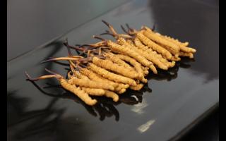 新鮮冬蟲夏草不宜久存？