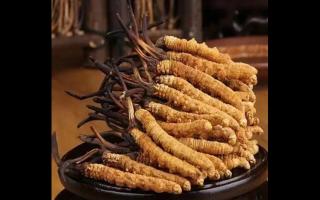 為什么說新鮮冬蟲夏草比較好？