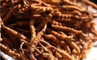 冬蟲夏草的未來發(fā)展趨勢？