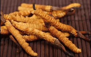 挑選好的冬蟲夏草產(chǎn)品，需要注意哪些問題？