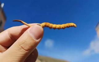 哪個(gè)產(chǎn)地的冬蟲夏草比較好？