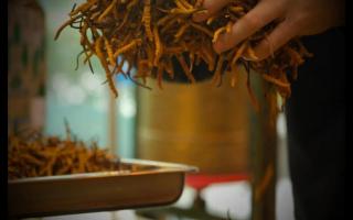 什么是冬蟲夏草？冬蟲夏草的產(chǎn)地以及產(chǎn)量！