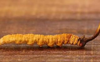 冬蟲夏草的大小眼色和蟲草品質(zhì)的關(guān)系！