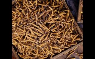 購(gòu)買大量冬蟲夏草時(shí)應(yīng)如何保存，才不會(huì)變質(zhì)！