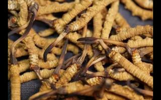 凍干的冬蟲夏草品質(zhì)如何！與新鮮的相比如何？