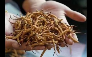 冬蟲夏草鑒別：干草季你買到人工種植草了嗎？