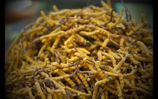 冬蟲(chóng)夏草價(jià)格與品質(zhì)的關(guān)系！