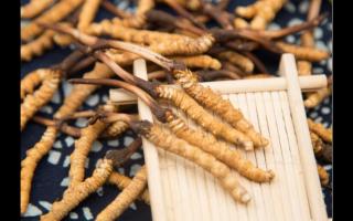 品質(zhì)好的冬蟲(chóng)夏草為何要買(mǎi)藏區(qū)直供呢？