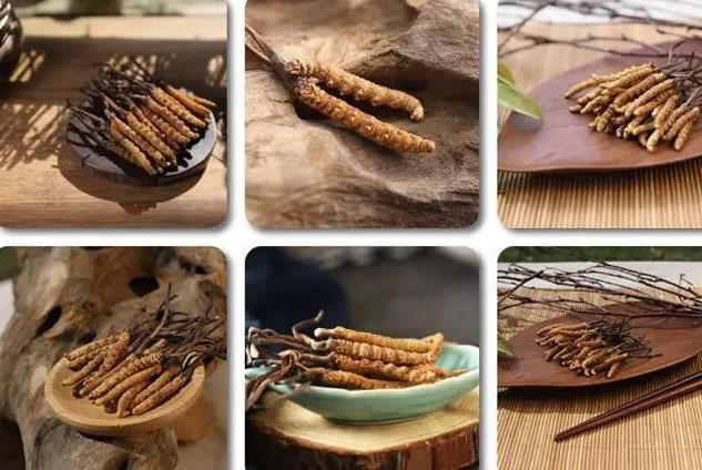 冬蟲夏草和白蟲草有什么區(qū)別？