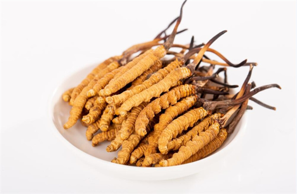 冬蟲夏草和夾脊魚搭配怎么吃？