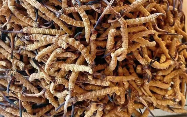 冬蟲(chóng)夏草可以和番石榴一起吃嗎？