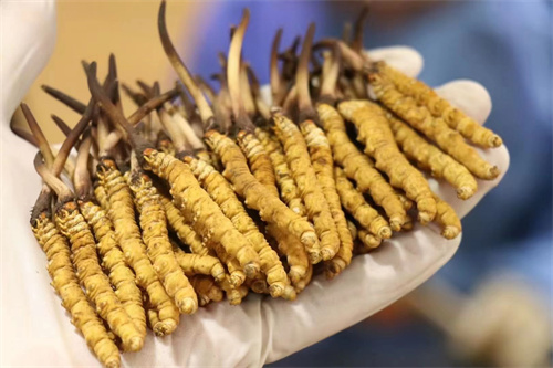 冬蟲夏草到底是蟲還是草？其實蟲草是一種真菌