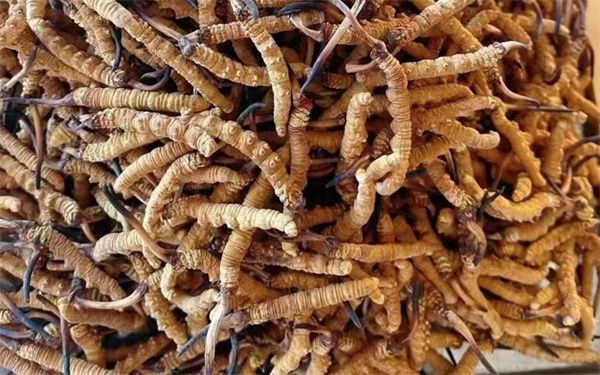 冬蟲夏草怎么看壞沒壞？影響冬蟲夏草品質(zhì)的6個因素