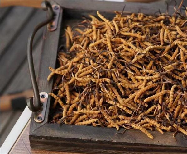 野生冬蟲(chóng)夏草怎么買？購(gòu)買野生冬蟲(chóng)夏草注意事項(xiàng)