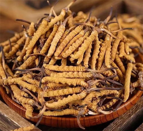 冬蟲夏草一斤多少錢？購買冬蟲夏草時(shí)需要考慮的5個(gè)因素