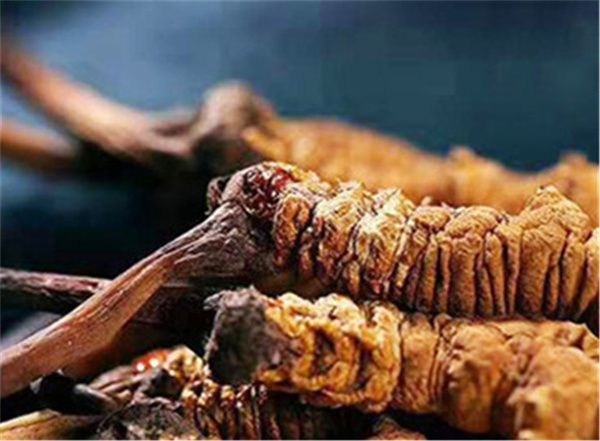 冬蟲夏草什么時候吃最好？吃冬蟲夏草最好的3個時間點