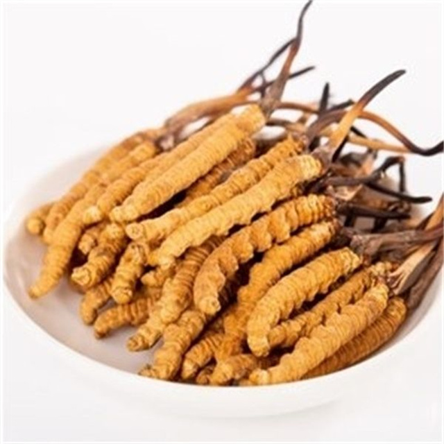 真的冬蟲夏草什么價(jià)格？冬蟲夏草價(jià)格的波動(dòng)與市場(chǎng)影響因素