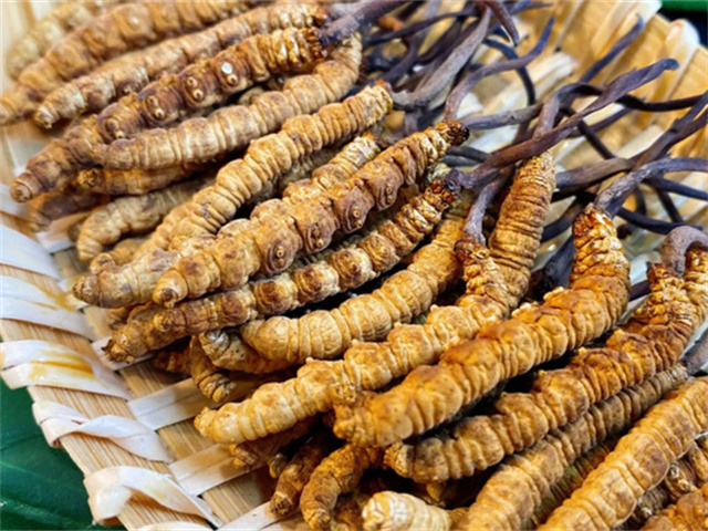 天然冬蟲夏草是怎么形成的？天然冬蟲夏草的形成過程