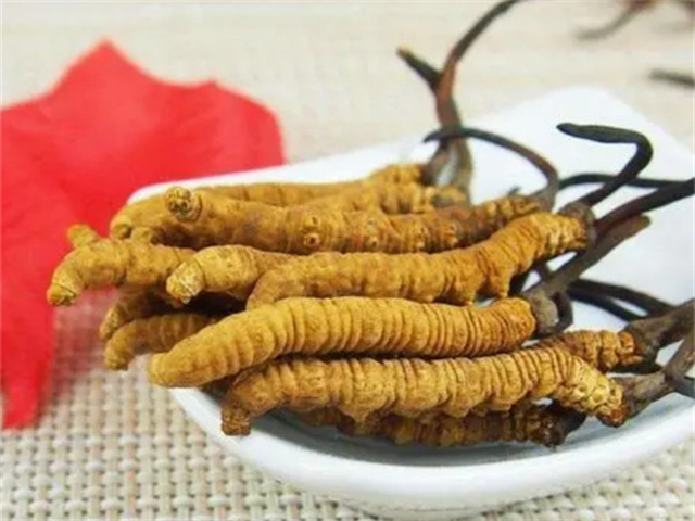 冬蟲夏草怎么食用？冬蟲夏草的4種食用方法