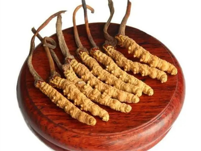 老人能吃冬蟲夏草嗎？老年人食用冬蟲夏草的4個(gè)好處