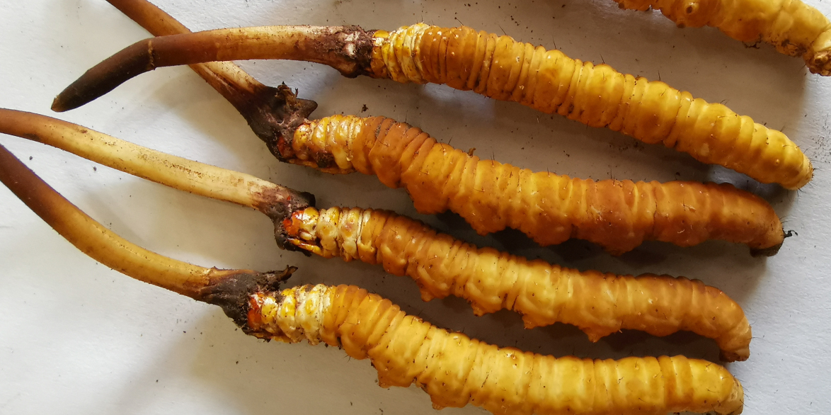 蟲(chóng)草花炒肉——家常美味與健康的完美結(jié)合